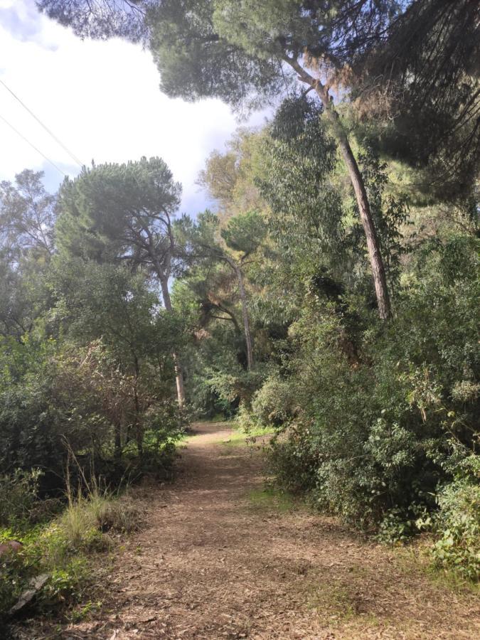 Beach Forest Paradise Марбелья Экстерьер фото